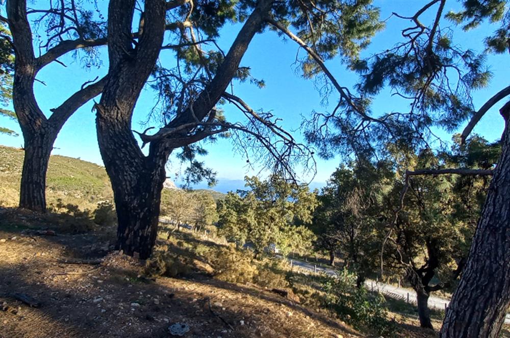 Bodrum Mazı deniz manzaralı, icerisinde kayıtlı ev bulunan satılık tarla