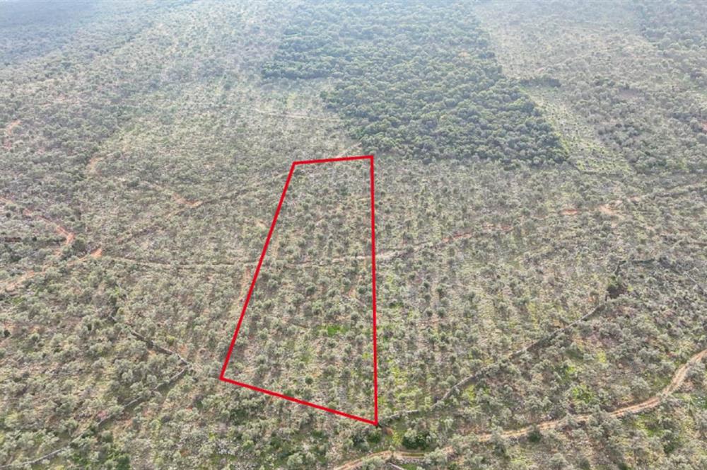 Milas Ovakışlacıkta Satılık Bakımlı Zeytinlik