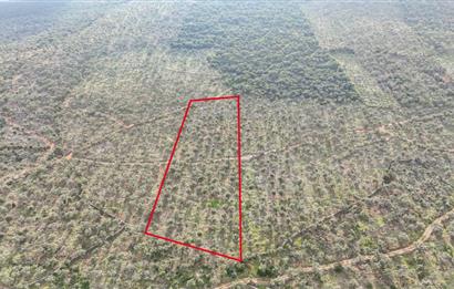 Milas Ovakışlacıkta Satılık Bakımlı Zeytinlik