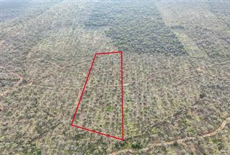 Milas Ovakışlacıkta Satılık Bakımlı Zeytinlik - 7 - 29905