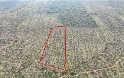 Milas Ovakışlacıkta Satılık Bakımlı Zeytinlik