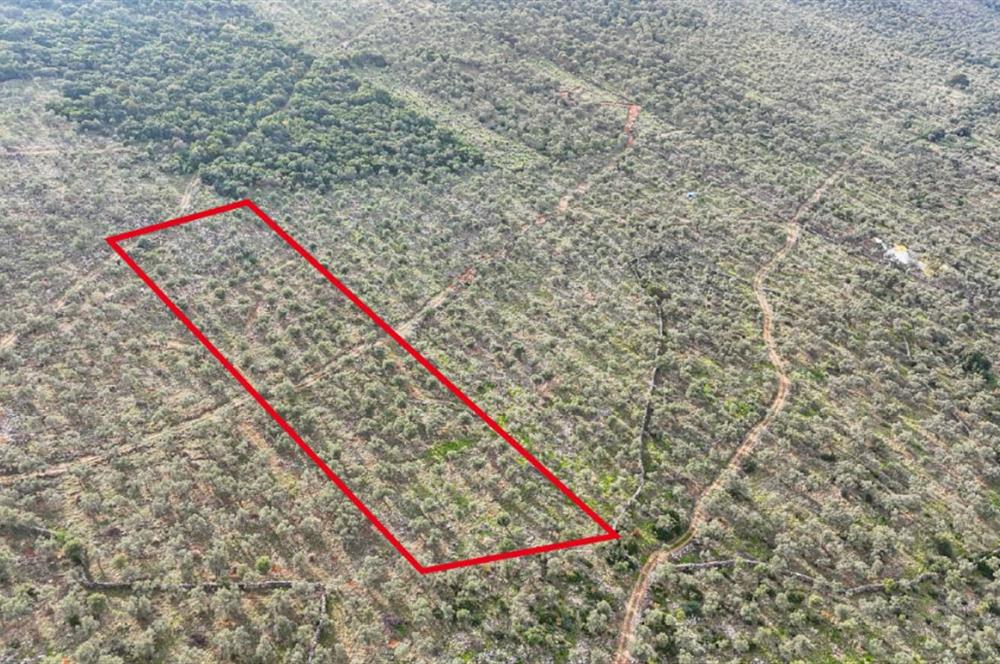 Milas Ovakışlacıkta Satılık Bakımlı Zeytinlik