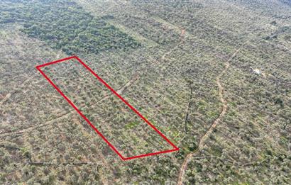 Milas Ovakışlacıkta Satılık Bakımlı Zeytinlik