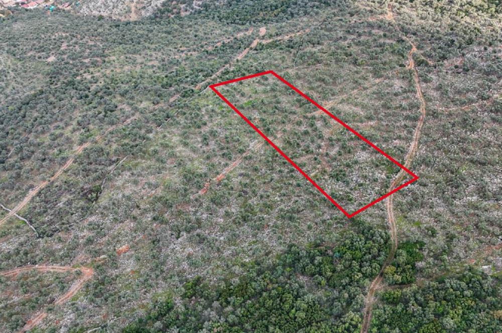 Milas Ovakışlacıkta Satılık Bakımlı Zeytinlik