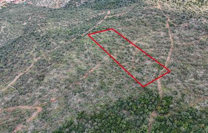 Milas Ovakışlacıkta Satılık Bakımlı Zeytinlik