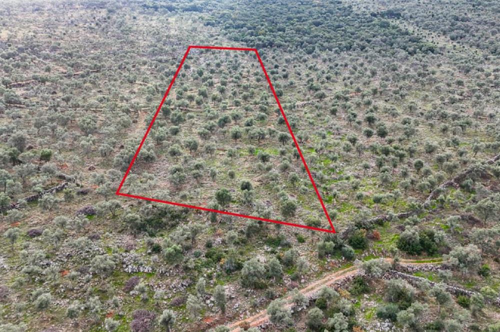 Milas Ovakışlacıkta Satılık Bakımlı Zeytinlik