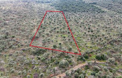 Milas Ovakışlacıkta Satılık Bakımlı Zeytinlik