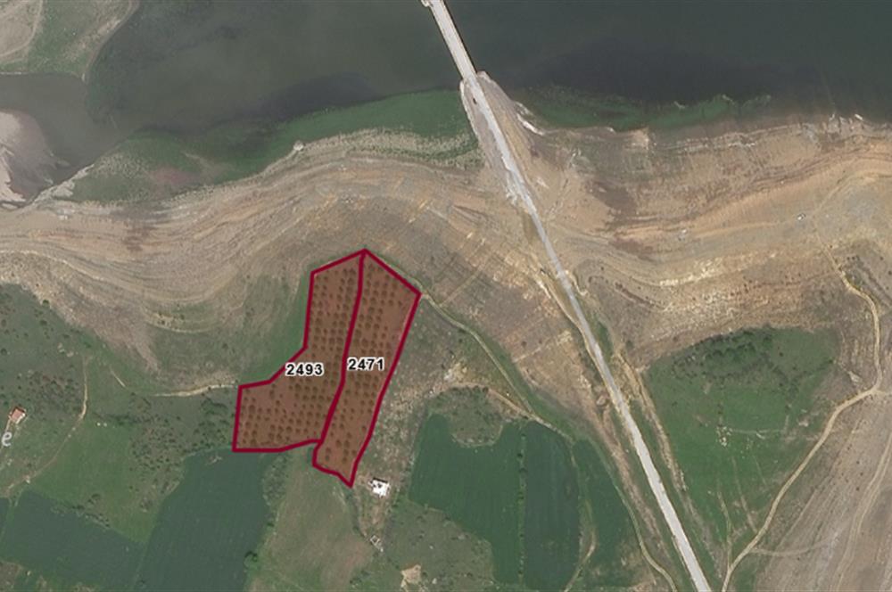 C21 BAL'DAN ALTIEYLÜL SELİMİYE MAH.// 11.127M2 BADEMLİK TARLA