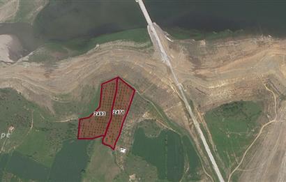 C21 BAL'DAN ALTIEYLÜL SELİMİYE MAH.// 11.127M2 BADEMLİK TARLA