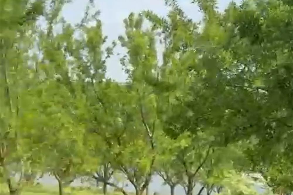 C21 BAL'DAN ALTIEYLÜL SELİMİYE MAH.// 11.127M2 BADEMLİK TARLA