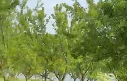 C21 BAL'DAN ALTIEYLÜL SELİMİYE MAH.// 11.127M2 BADEMLİK TARLA