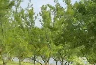 C21 BAL'DAN ALTIEYLÜL SELİMİYE MAH.// 11.127M2 BADEMLİK TARLA - 8 - 29951