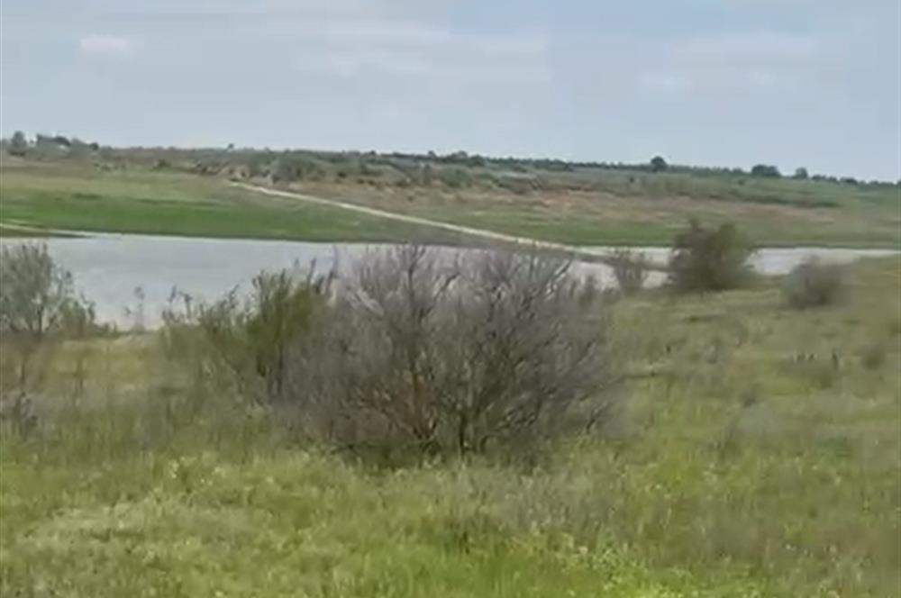 C21 BAL'DAN ALTIEYLÜL SELİMİYE MAH.// 11.127M2 BADEMLİK TARLA