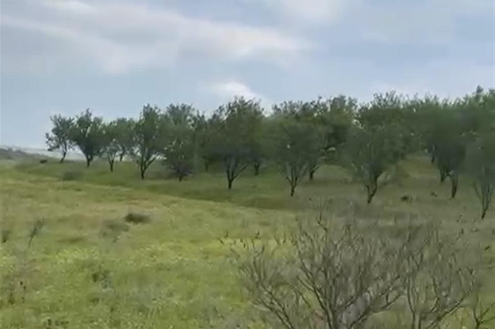 C21 BAL'DAN ALTIEYLÜL SELİMİYE MAH.// 11.127M2 BADEMLİK TARLA