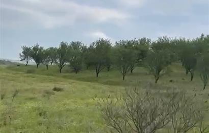 C21 BAL'DAN ALTIEYLÜL SELİMİYE MAH.// 11.127M2 BADEMLİK TARLA