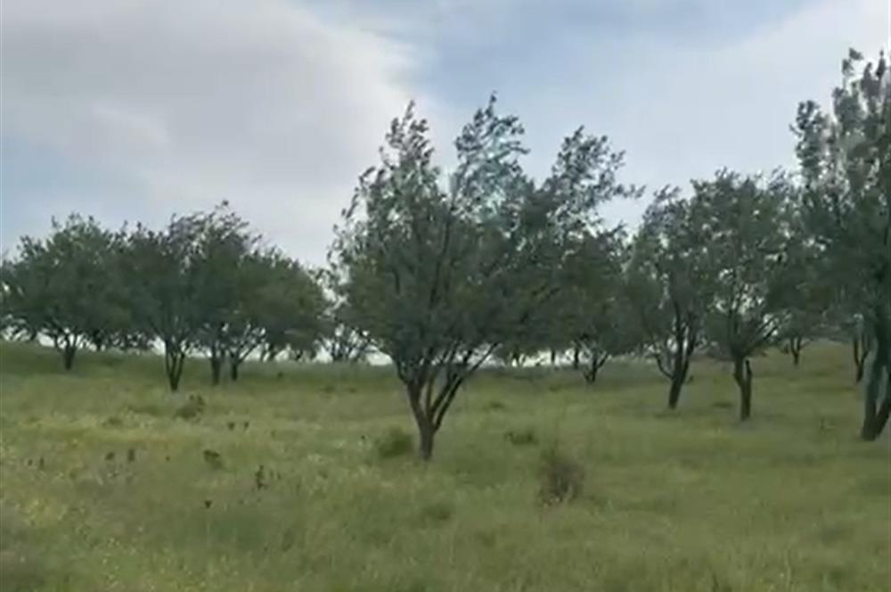 C21 BAL'DAN ALTIEYLÜL SELİMİYE MAH.// 11.127M2 BADEMLİK TARLA