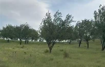 C21 BAL'DAN ALTIEYLÜL SELİMİYE MAH.// 11.127M2 BADEMLİK TARLA