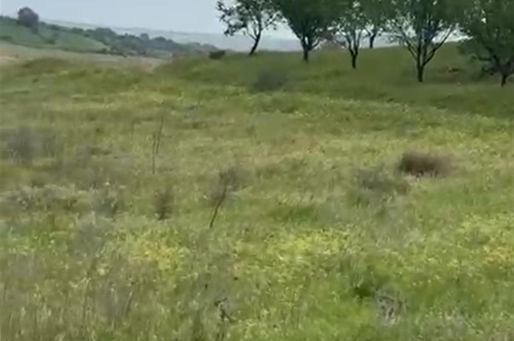 C21 BAL'DAN ALTIEYLÜL SELİMİYE MAH.// 11.127M2 BADEMLİK TARLA