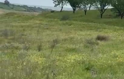 C21 BAL'DAN ALTIEYLÜL SELİMİYE MAH.// 11.127M2 BADEMLİK TARLA