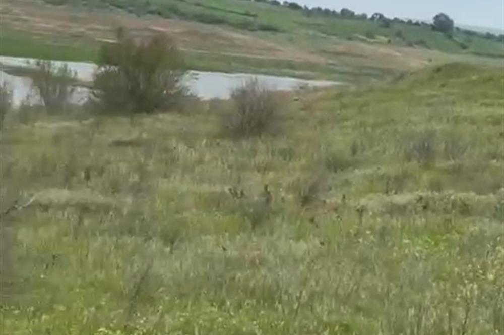 C21 BAL'DAN ALTIEYLÜL SELİMİYE MAH.// 11.127M2 BADEMLİK TARLA