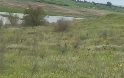 C21 BAL'DAN ALTIEYLÜL SELİMİYE MAH.// 11.127M2 BADEMLİK TARLA