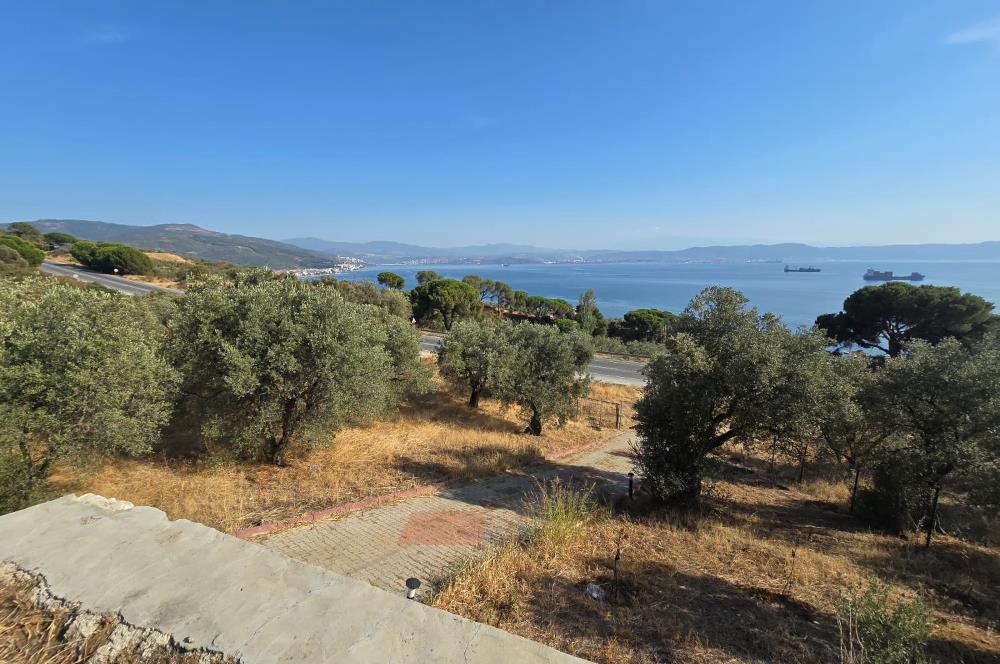 C21;Cius Deniz manzaralı Konteyner'li Yola Cephe Satılık Tarla