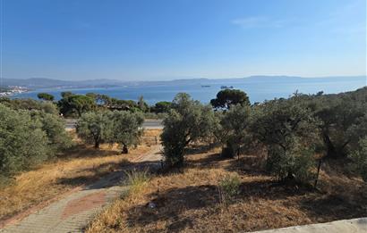 C21;Cius Deniz manzaralı Konteyner'li Yola Cephe Satılık Tarla