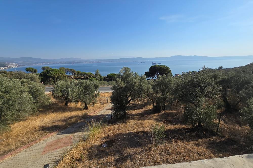 C21;Cius Deniz manzaralı Konteyner'li Yola Cephe Satılık Tarla