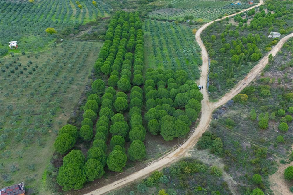 C21;Cius Armutlu Fıstıklı'da Yola Cephe Satılık Tarla