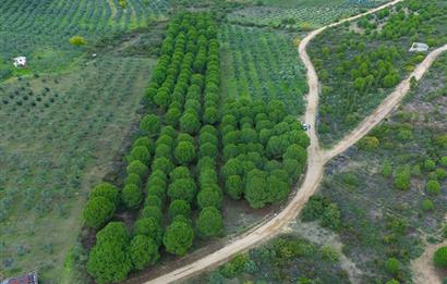 C21;Cius Armutlu Fıstıklı'da Yola Cephe Satılık Tarla