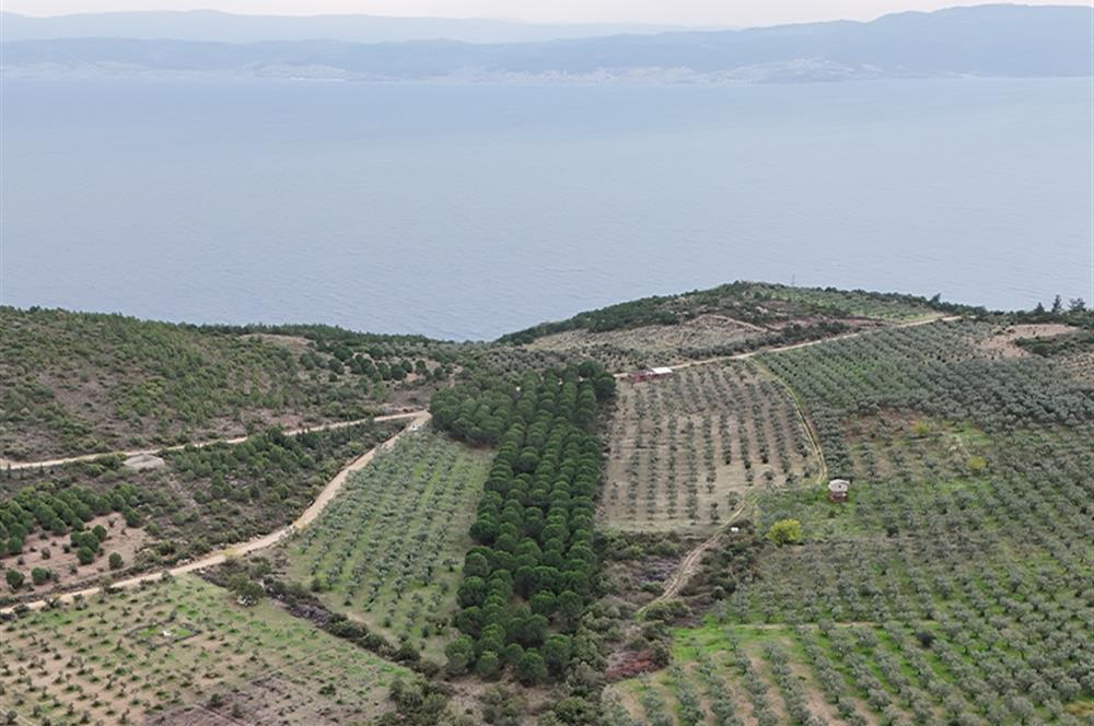 C21;Cius Armutlu Fıstıklı'da Yola Cephe Satılık Tarla