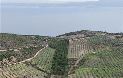 C21;Cius Armutlu Fıstıklı'da Yola Cephe Satılık Tarla