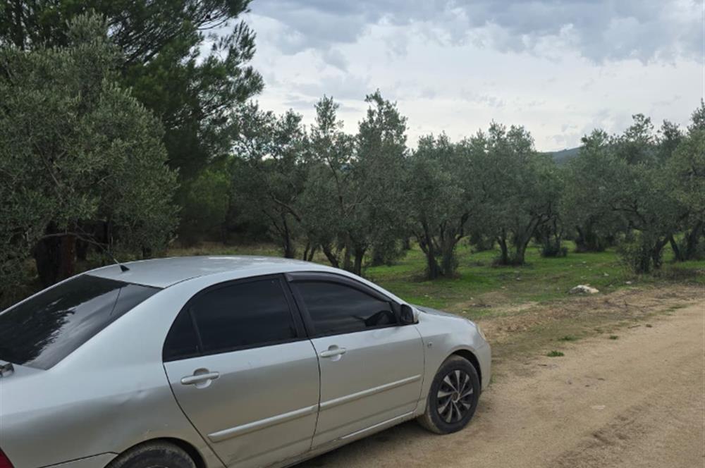 C21;Cius Armutlu Fıstıklı'da Yola Cephe Satılık Tarla