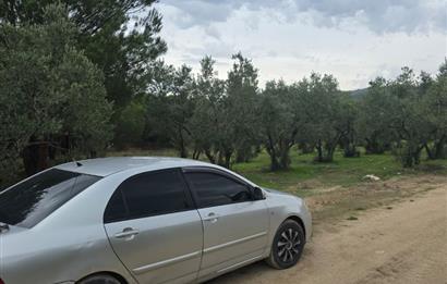 C21;Cius Armutlu Fıstıklı'da Yola Cephe Satılık Tarla