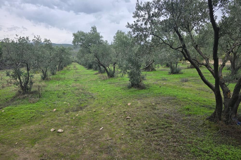 C21;Cius Armutlu Fıstıklı'da Yola Cephe Satılık Tarla