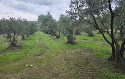 C21;Cius Armutlu Fıstıklı'da Yola Cephe Satılık Tarla