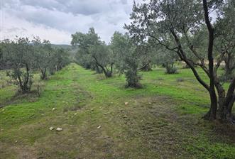 C21;Cius Armutlu Fıstıklı'da Yola Cephe Satılık Tarla - 2 - 29978