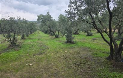 C21;Cius Armutlu Fıstıklı'da Yola Cephe Satılık Tarla
