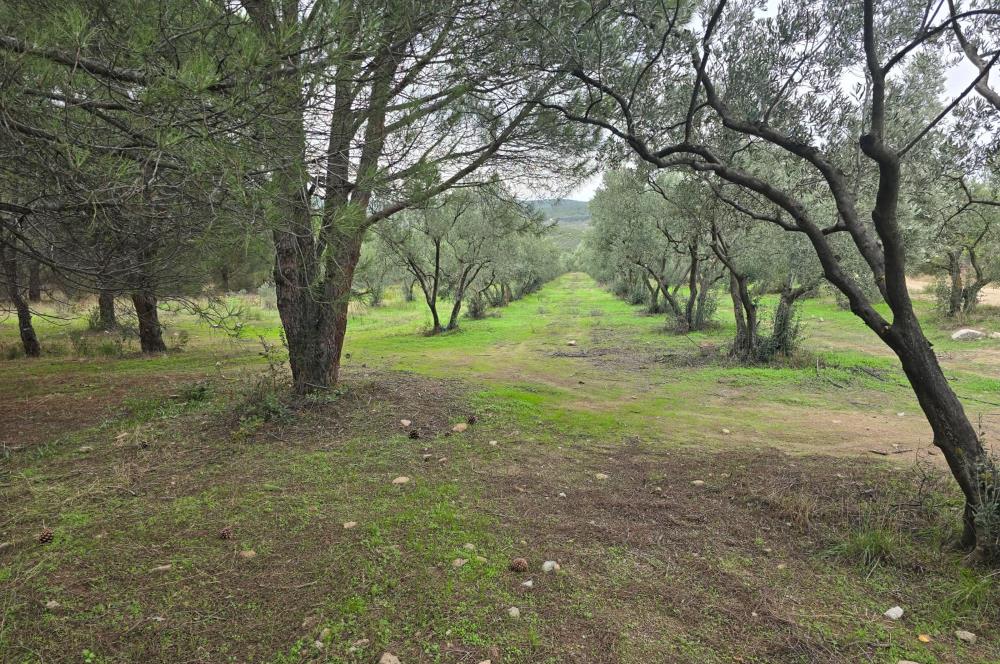 C21;Cius Armutlu Fıstıklı'da Yola Cephe Satılık Tarla