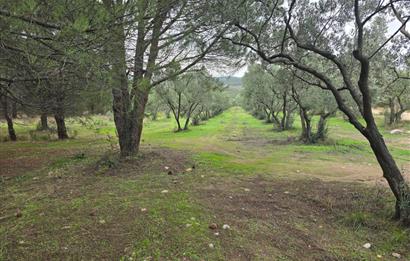 C21;Cius Armutlu Fıstıklı'da Yola Cephe Satılık Tarla