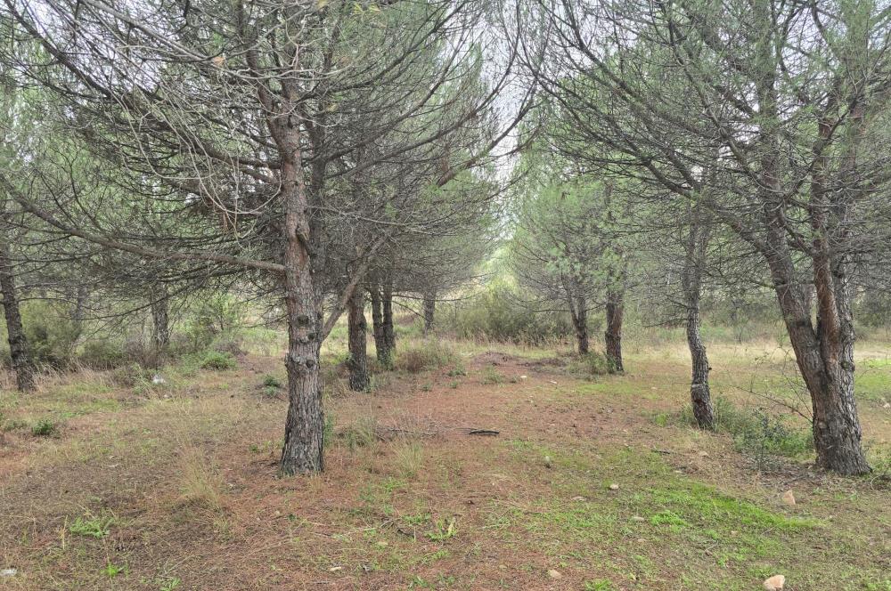 C21;Cius Armutlu Fıstıklı'da Yola Cephe Satılık Tarla