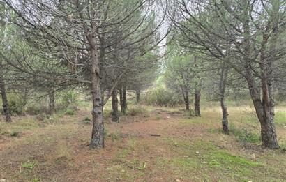 C21;Cius Armutlu Fıstıklı'da Yola Cephe Satılık Tarla