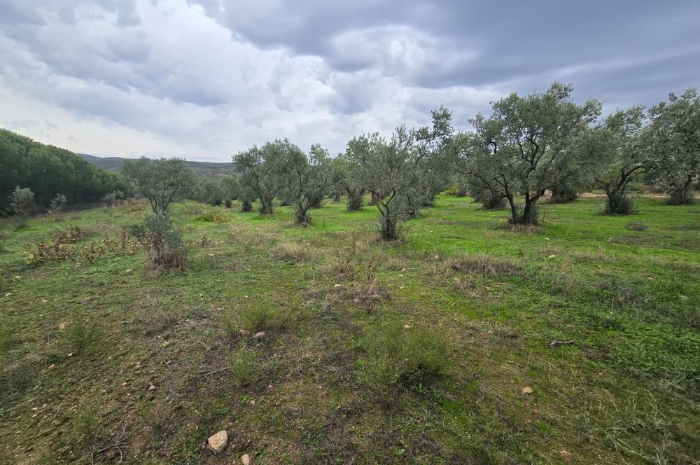 C21;Cius Armutlu Fıstıklı'da Yola Cephe Satılık Tarla