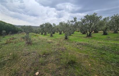 C21;Cius Armutlu Fıstıklı'da Yola Cephe Satılık Tarla