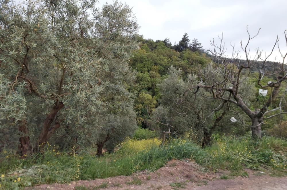 C21 Cius ; Yeniköy Mahallesinde 363 M2 Satılık Tarla