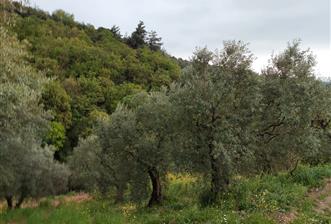 C21 Cius ; Yeniköy Mahallesinde 363 M2 Satılık Tarla - 1 - 30007