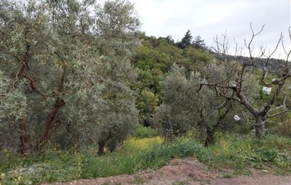 C21 Cius ; Yeniköy Mahallesinde 363 M2 Satılık Tarla