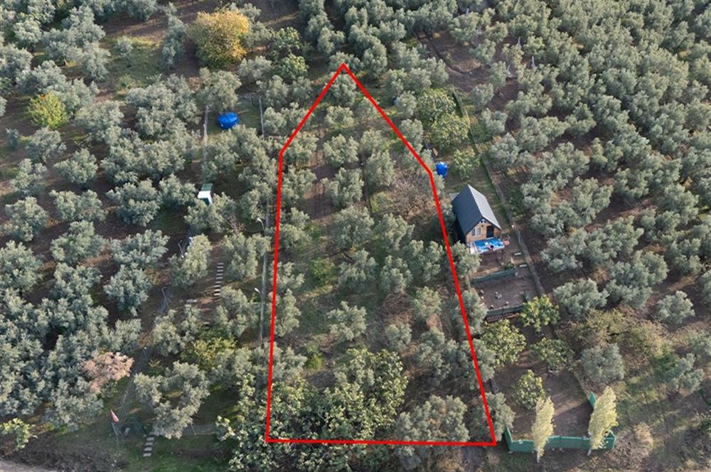 C21 Cius; Deniz Manzaralı Zeytinlik Satılık!