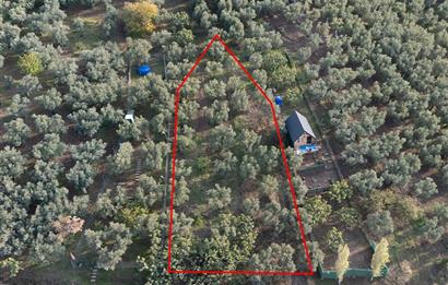 C21 Cius; Deniz Manzaralı Zeytinlik Satılık!