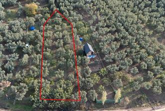 C21 Cius; Deniz Manzaralı Zeytinlik Satılık! - 10 - 30009